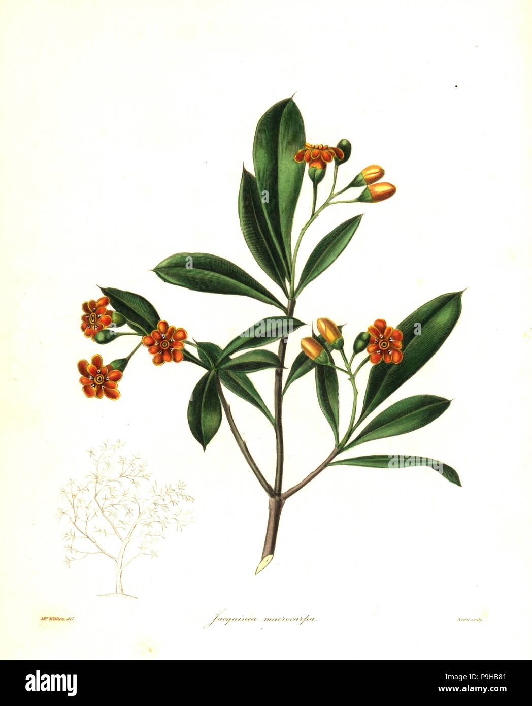 Cudjoe wood, Bonellia macrocarpa (Large capsuled jacquinia, Jacquinia macrocarpa). Handcoloured copperplate engraving by S. Nevitt after a botanical illustration by Mrs Augusta Withers from Benjamin Maund and the Rev. John Stevens Henslow's The Botanist, London, 1836. Stock Photo