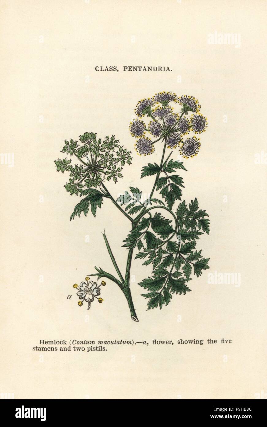 Hemlock, Conium maculatum. Handcoloured woodblock engravings from James Main's Popular Botany, Orr and Smith, London, 1835. James Main (1775-1846) was a Scottish gardener, botanist and writer. Stock Photo