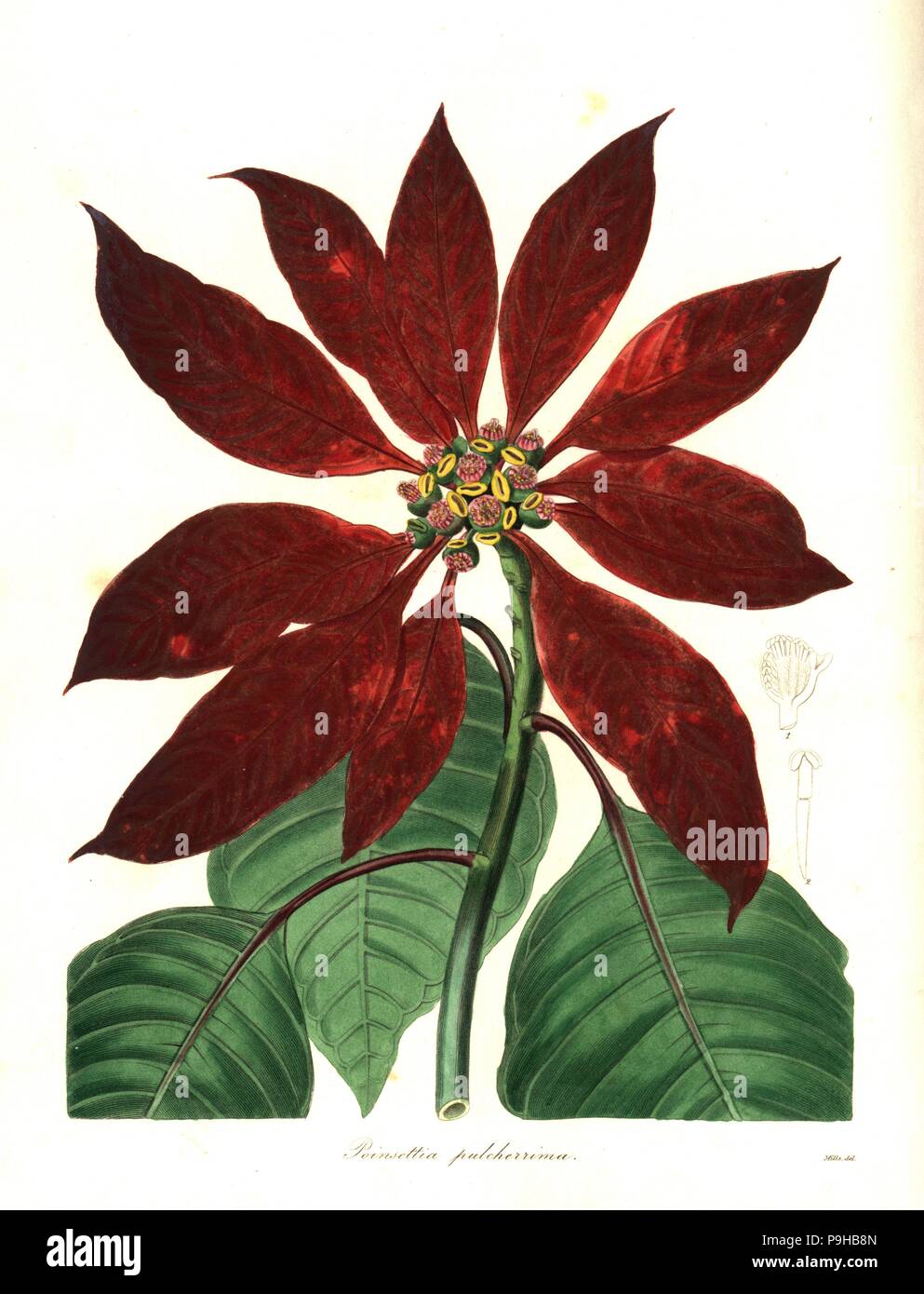 Christmas star or poinsettia, Euphorbia pulcherrima (Most beautiful poinsettia, Poinsettia pulcherrima). Handcoloured copperplate engraving after a botanical illustration by Mills from Benjamin Maund and the Rev. John Stevens Henslow's The Botanist, London, 1836. Stock Photo