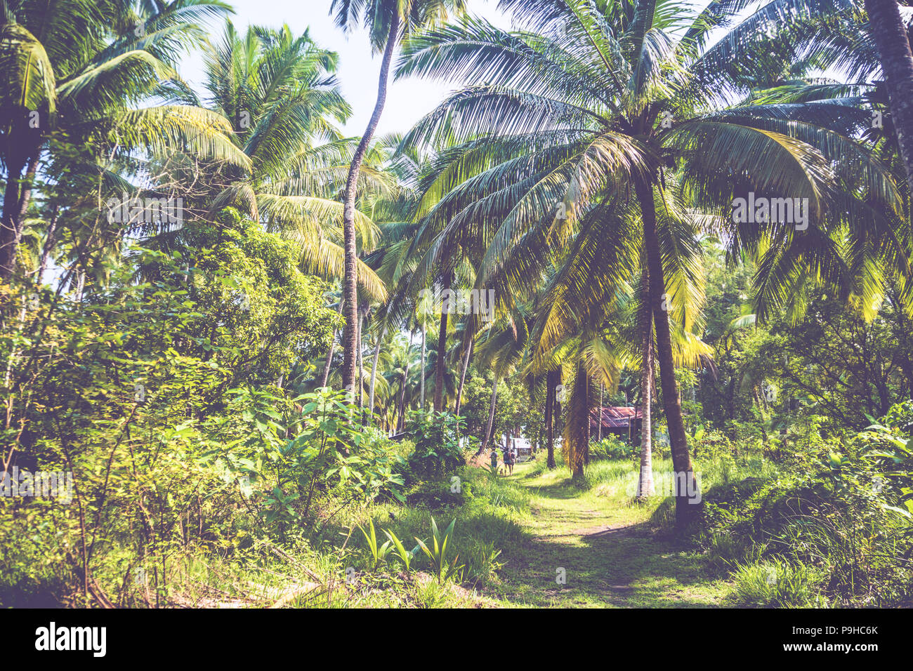 Densely growing trees in a palm grove. Green bushes and palm trees on an exotic island in the background. Stock Photo