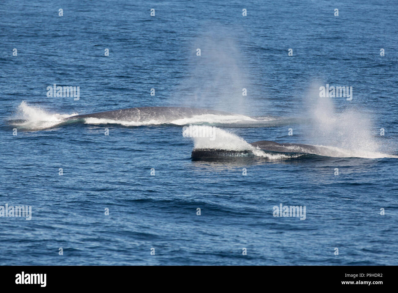 Two Blue Whales near Greenland Stock Photo