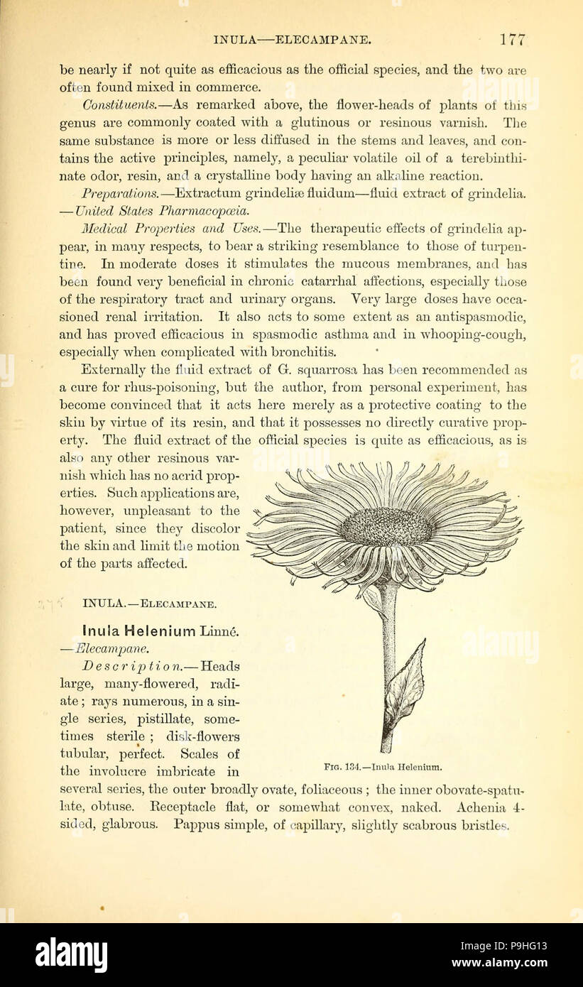 A manual of the medical botany of North America (Page 177, Fig. 134) Stock Photo