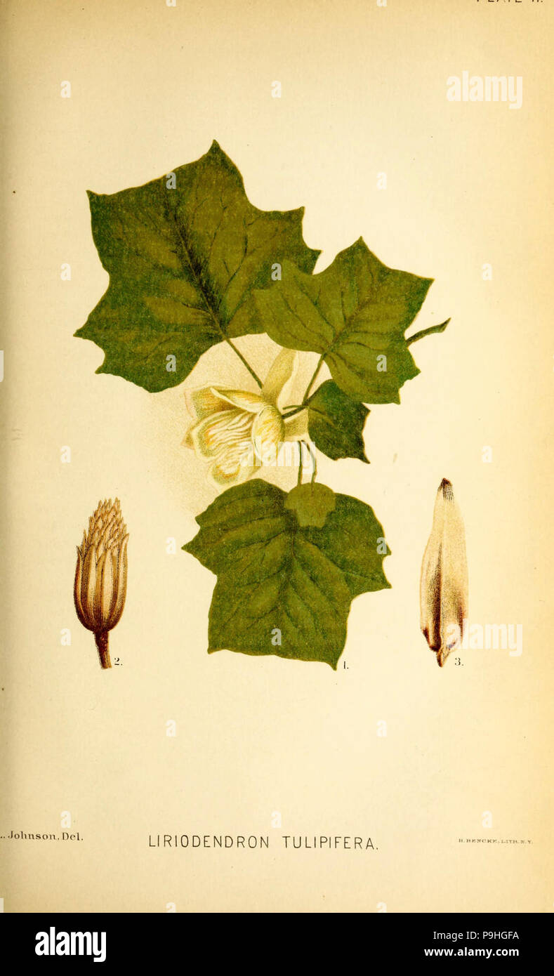A manual of the medical botany of North America (Plate II Stock Photo ...