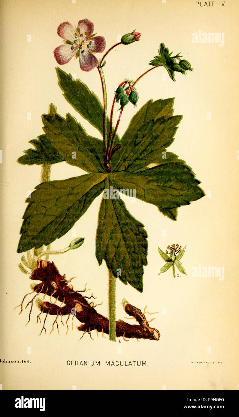 A manual of the medical botany of North America (Plate IV Stock Photo ...