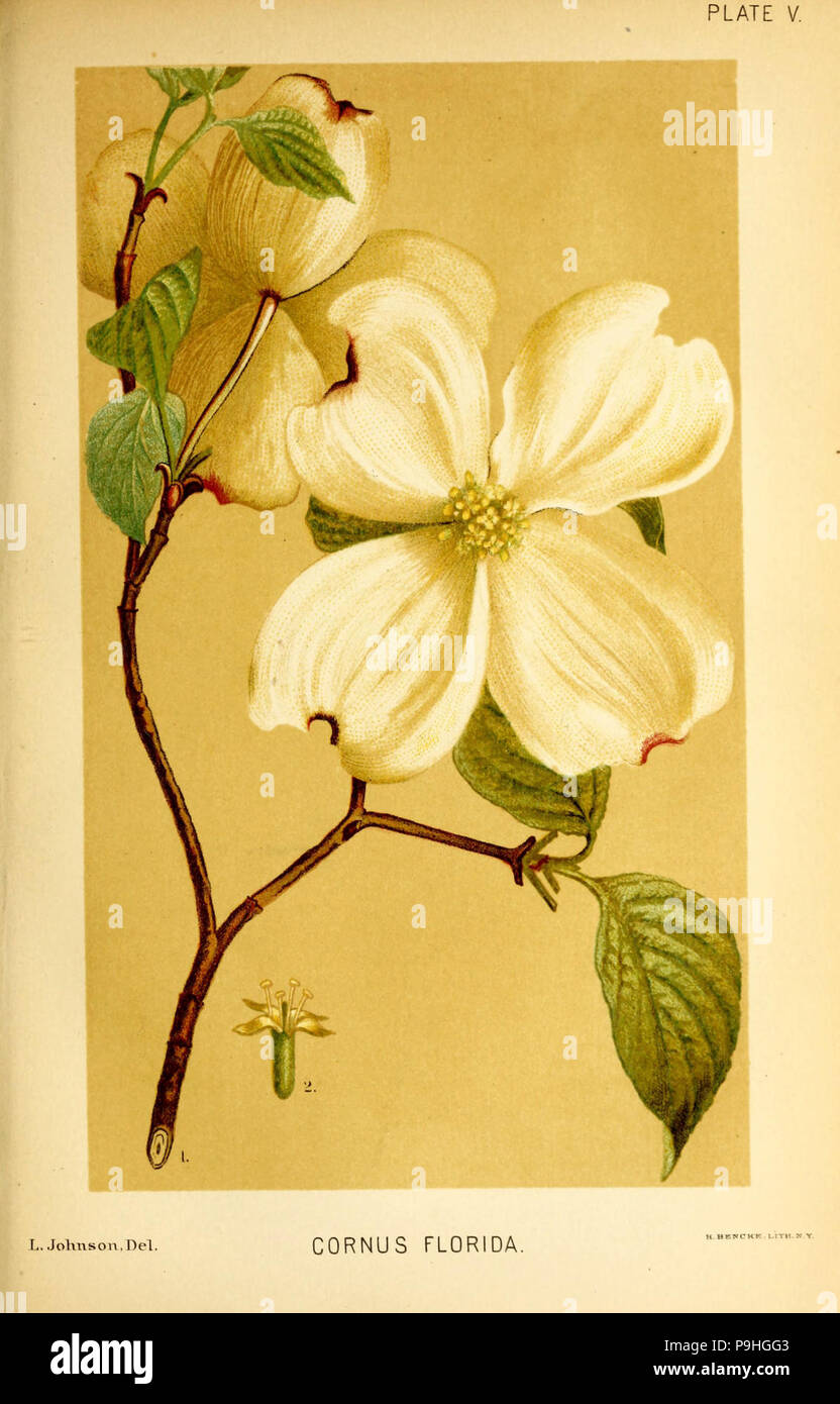 A manual of the medical botany of North America (Plate V Stock Photo ...