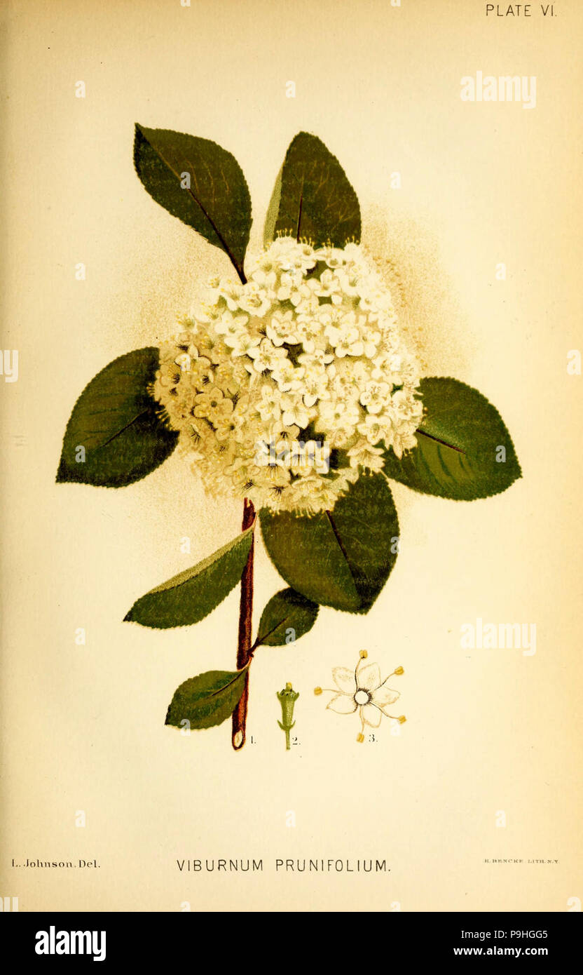 A manual of the medical botany of North America (Plate VI Stock Photo ...