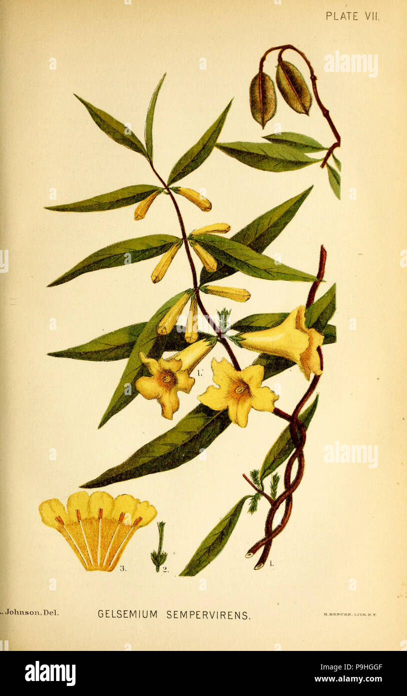 A manual of the medical botany of North America (Plate VII Stock Photo ...