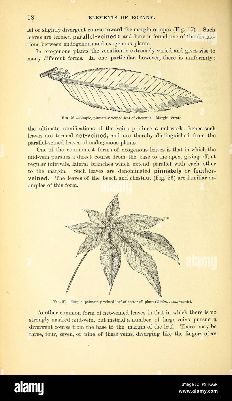 A manual of the medical botany of North America Stock Photo - Alamy