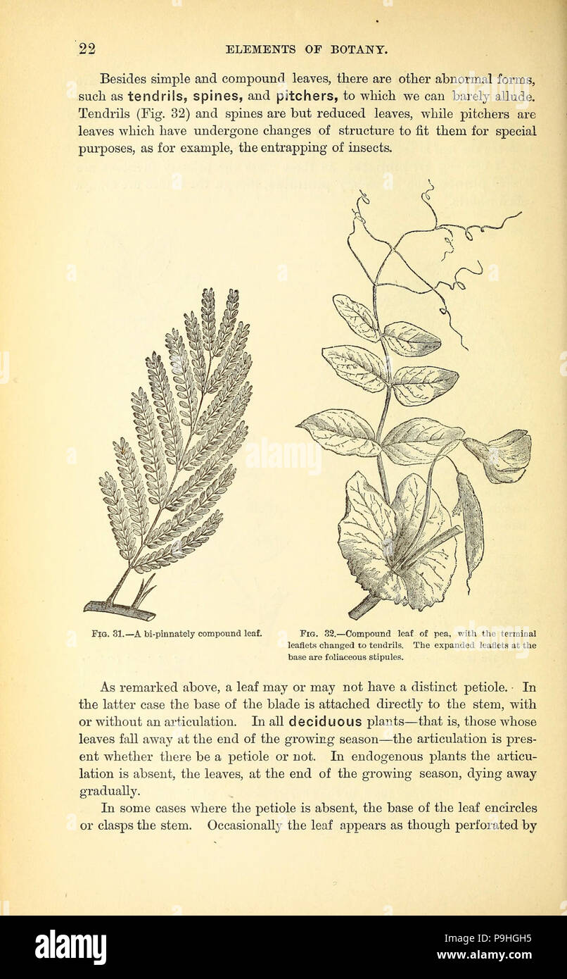A manual of the medical botany of North America Stock Photo - Alamy