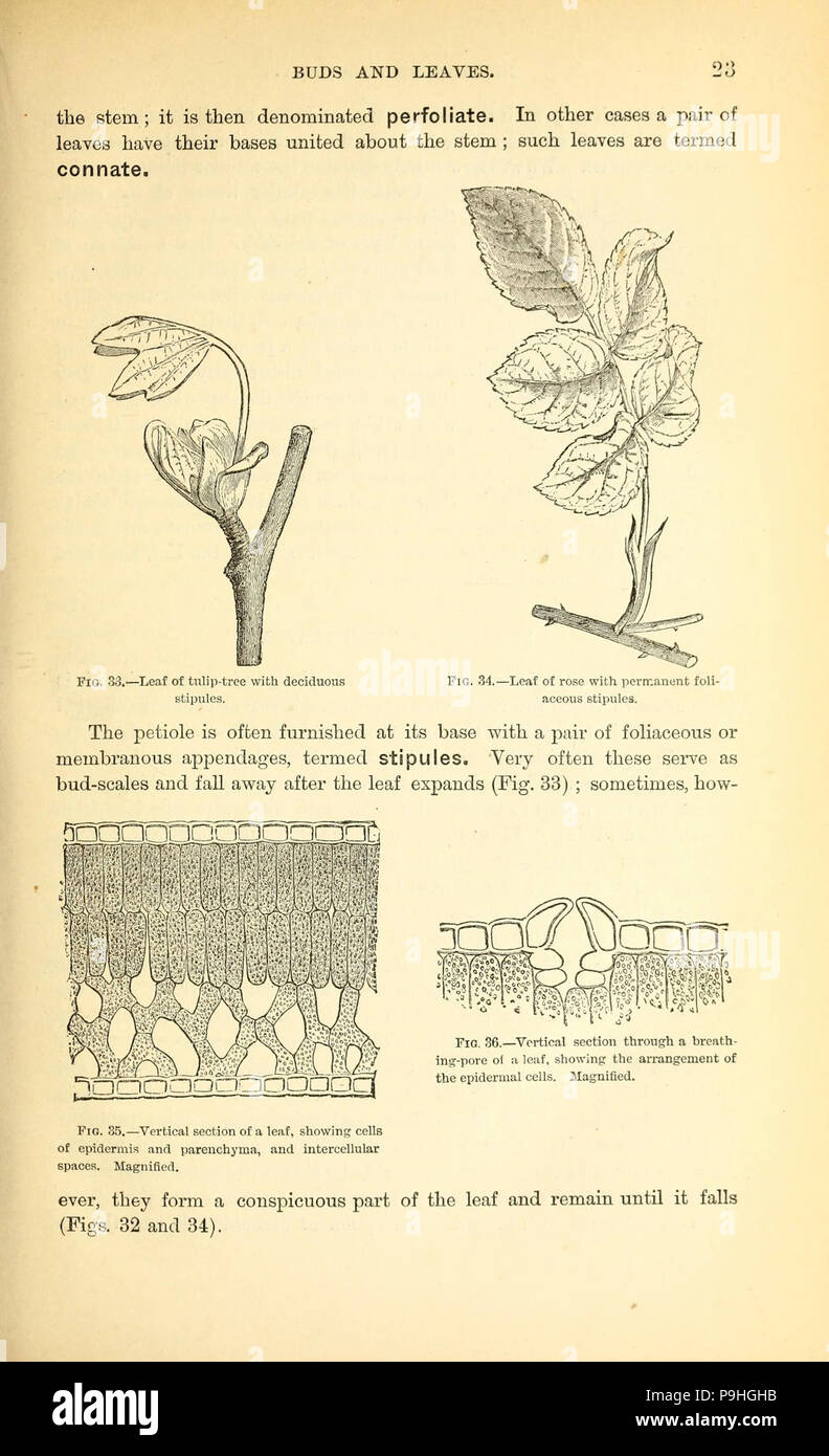 A manual of the medical botany of North America Stock Photo - Alamy