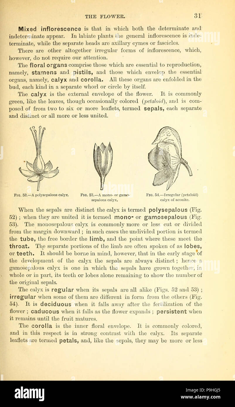 A manual of the medical botany of North America Stock Photo - Alamy