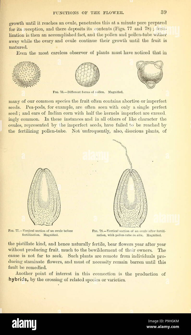 A manual of the medical botany of North America Stock Photo - Alamy