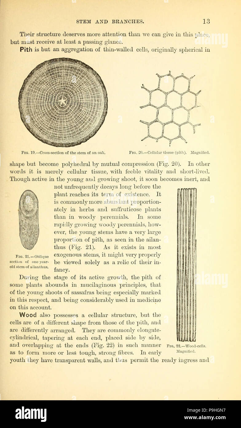 A manual of the medical botany of North America Stock Photo - Alamy