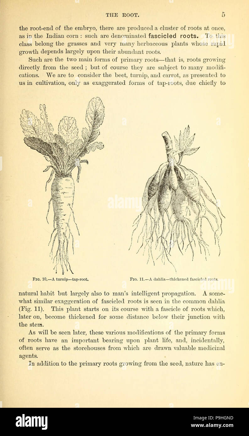 A manual of the medical botany of North America Stock Photo - Alamy