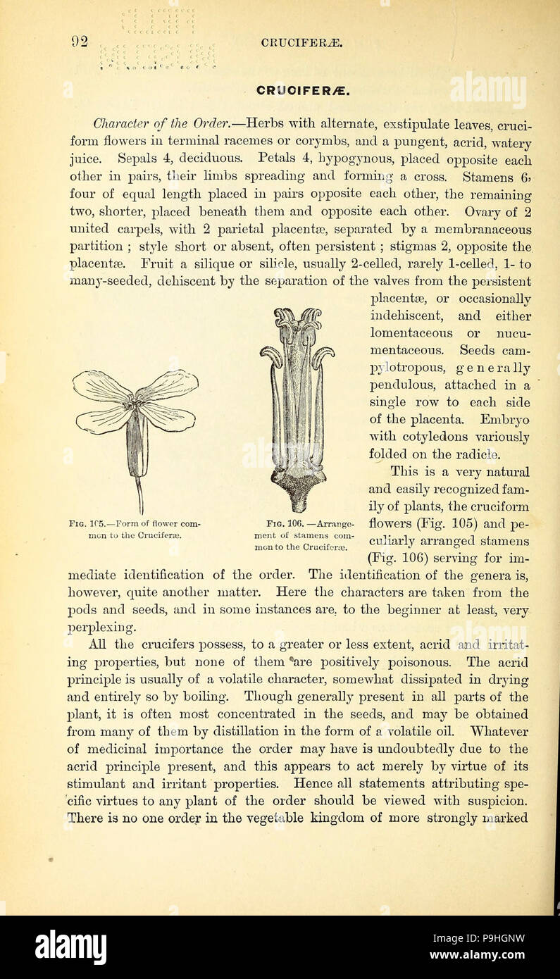 A manual of the medical botany of North America Stock Photo - Alamy