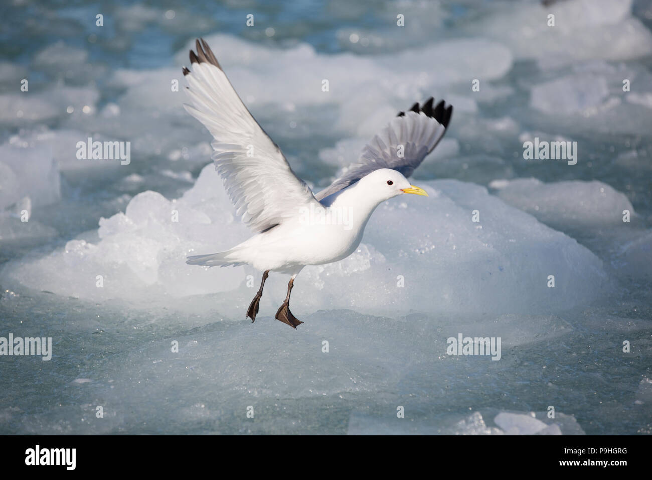 Black-legged Kittiwake on ice, Svalbard Stock Photo