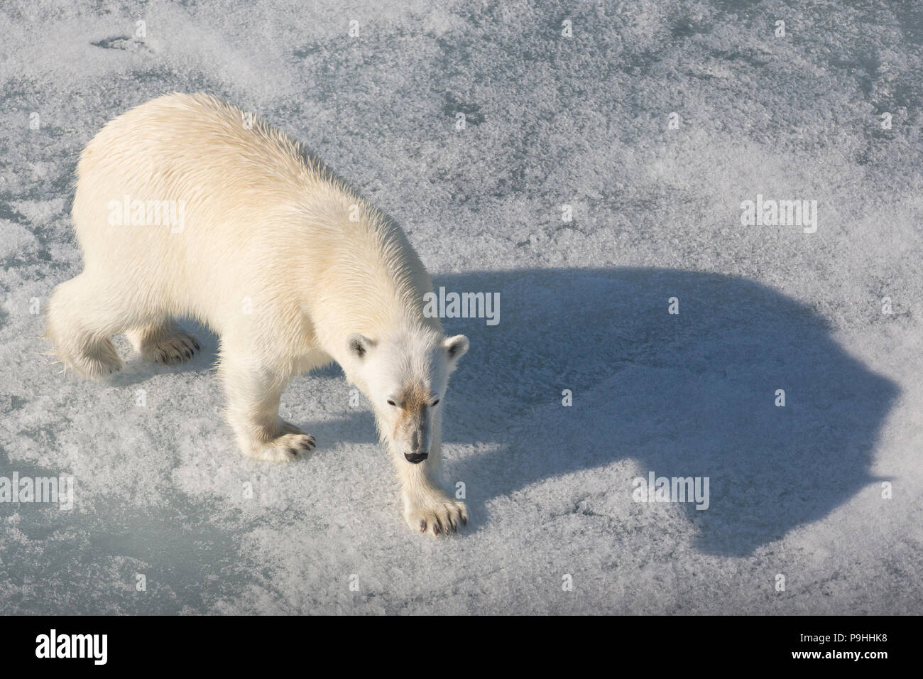 Polar Bear walking on sea ice Stock Photo