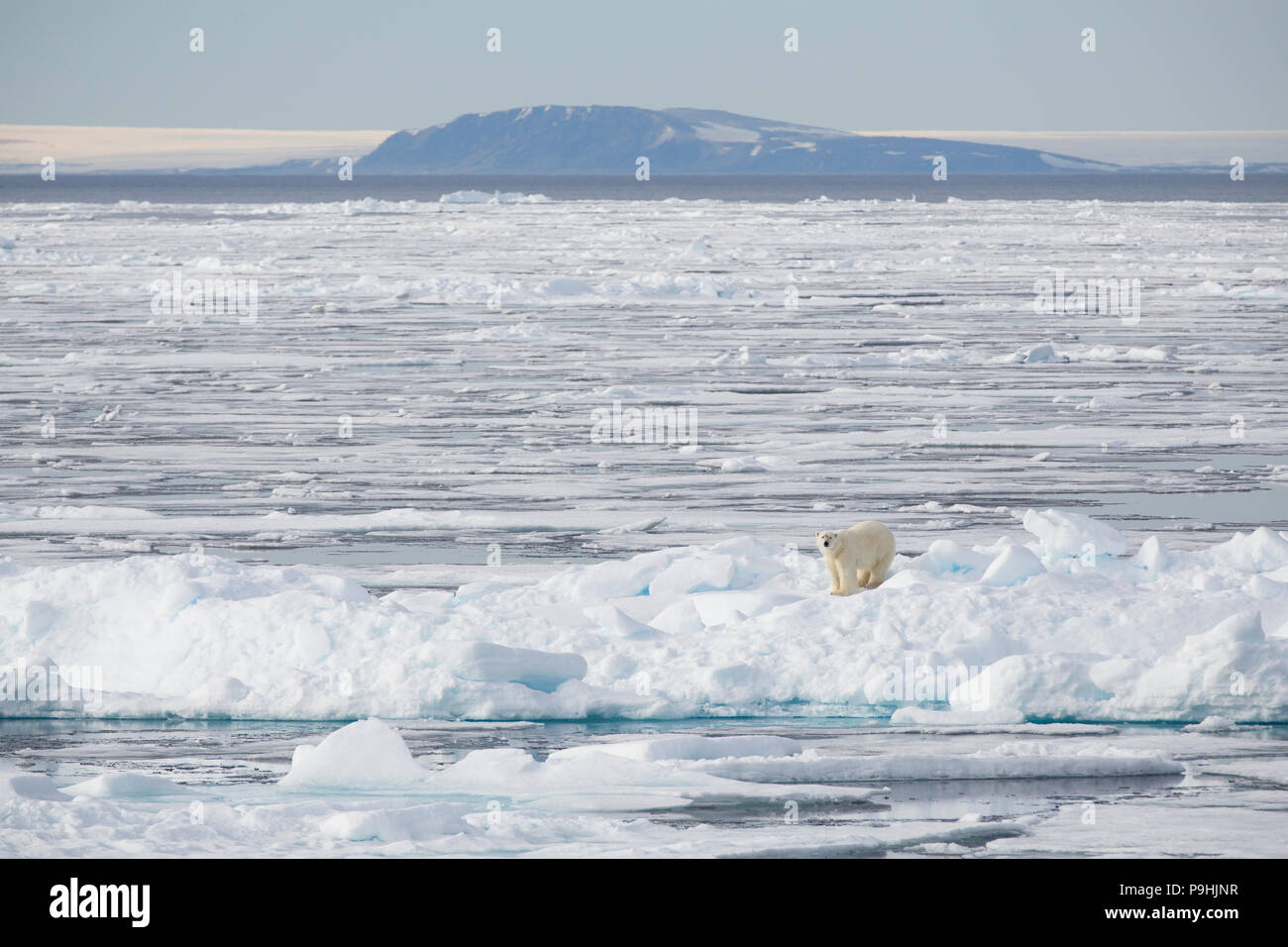 Polar Bear on sea ice near Svalbard Stock Photo