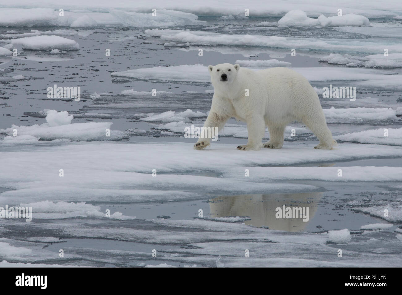 Polar Bear walking on thin sea ice near Svalbard Stock Photo