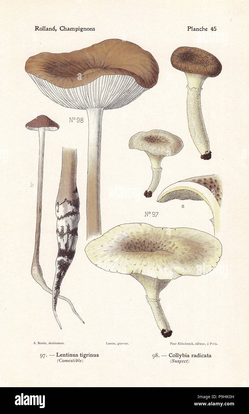 Little shiitake, Lentinus tigrinus and deep root mushroom, Xerula radicata (Collybia radicata). Chromolithograph by Lassus after an illustration by A. Bessin from Leon Rolland's Guide to Mushrooms from France, Switzerland and Belgium, Atlas des Champignons, Paul Klincksieck, Paris, 1910. Stock Photo