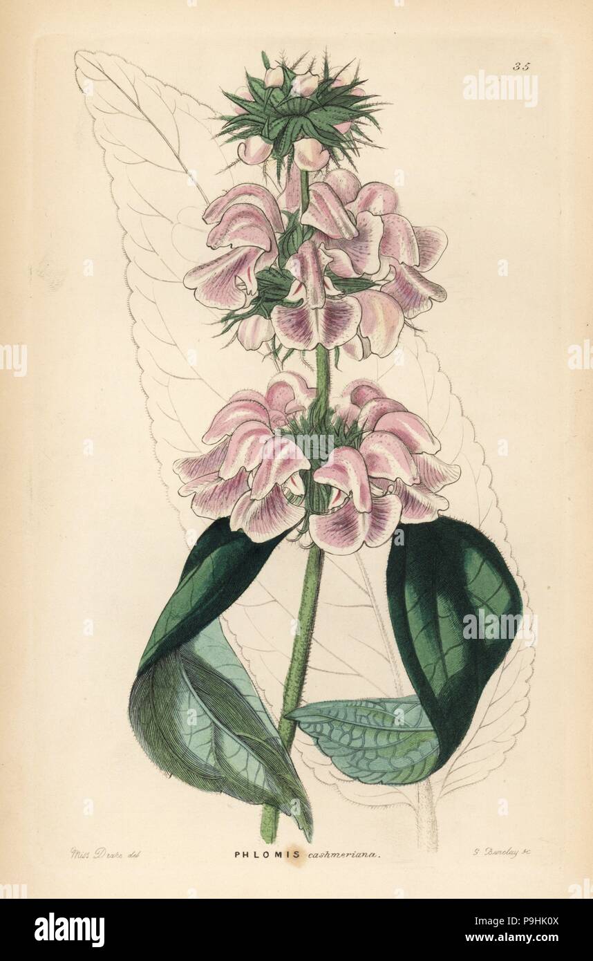 Kashmir sage or Cashmere phlomis, Phlomis cashmeriana. Handcoloured copperplate engraving by G. Barclay after Miss Sarah Drake from John Lindley and Robert Sweet's Ornamental Flower Garden and Shrubbery, G. Willis, London, 1854. Stock Photo