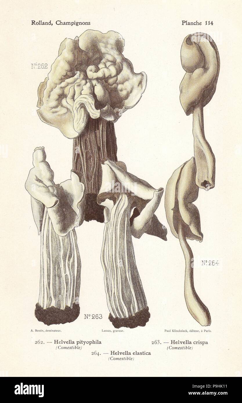 White saddle mushrooms, Helvella pityophila and Helvella crispa, and elastic saddle, Helvella elastica. Chromolithograph by Lassus after an illustration by A. Bessin from Leon Rolland's Guide to Mushrooms from France, Switzerland and Belgium, Atlas des Champignons, Paul Klincksieck, Paris, 1910. Stock Photo