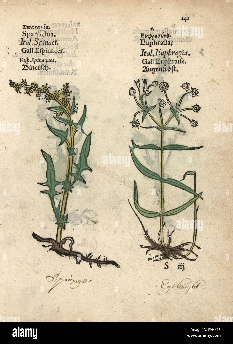 Spinach, Spinachia oleracea, and eyebright, Euphrasia species. Handcoloured woodblock engraving of a botanical illustration from Adam Lonicer's Krauterbuch, or Herbal, Frankfurt, 1557. This from a 17th century pirate edition or atlas of illustrations only, with captions in Latin, Greek, French, Italian, German, and in English manuscript. Stock Photo