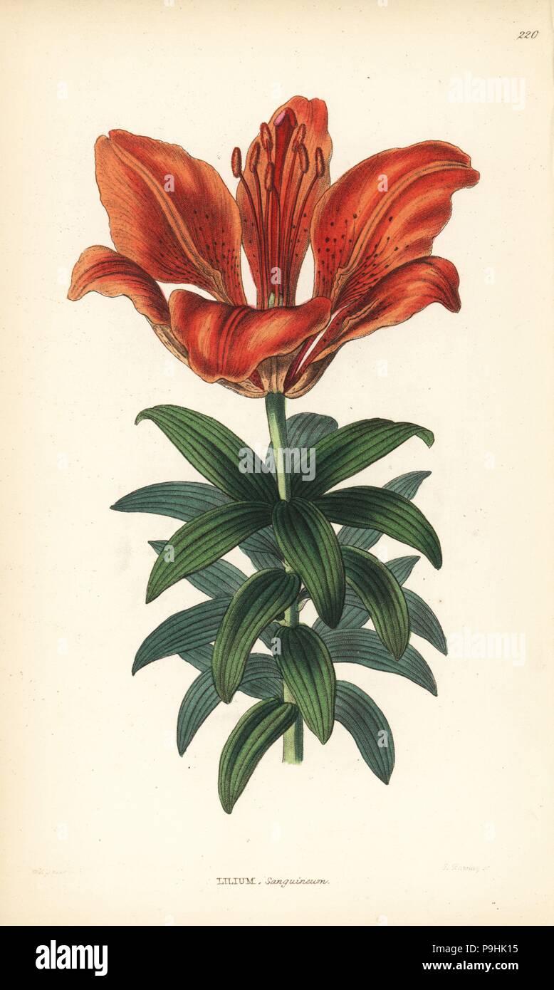 Orange lily, Lilium bulbiferum (Blood red lily, Lilium sanguineum). Handcoloured copperplate engraving by G. Barclay after Miss Sarah Drake from John Lindley and Robert Sweet's Ornamental Flower Garden and Shrubbery, G. Willis, London, 1854. Stock Photo