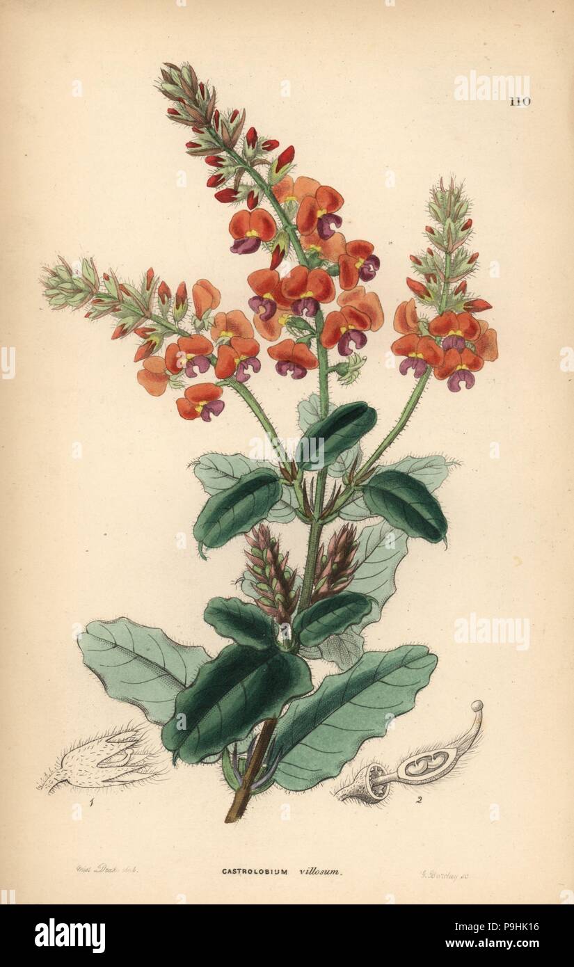 Shaggy gastrolobe or crinkle-leaved poison, Gastrolobium villosum. Handcoloured copperplate engraving by G. Barclay after Miss Sarah Drake from John Lindley and Robert Sweet's Ornamental Flower Garden and Shrubbery, G. Willis, London, 1854. Stock Photo