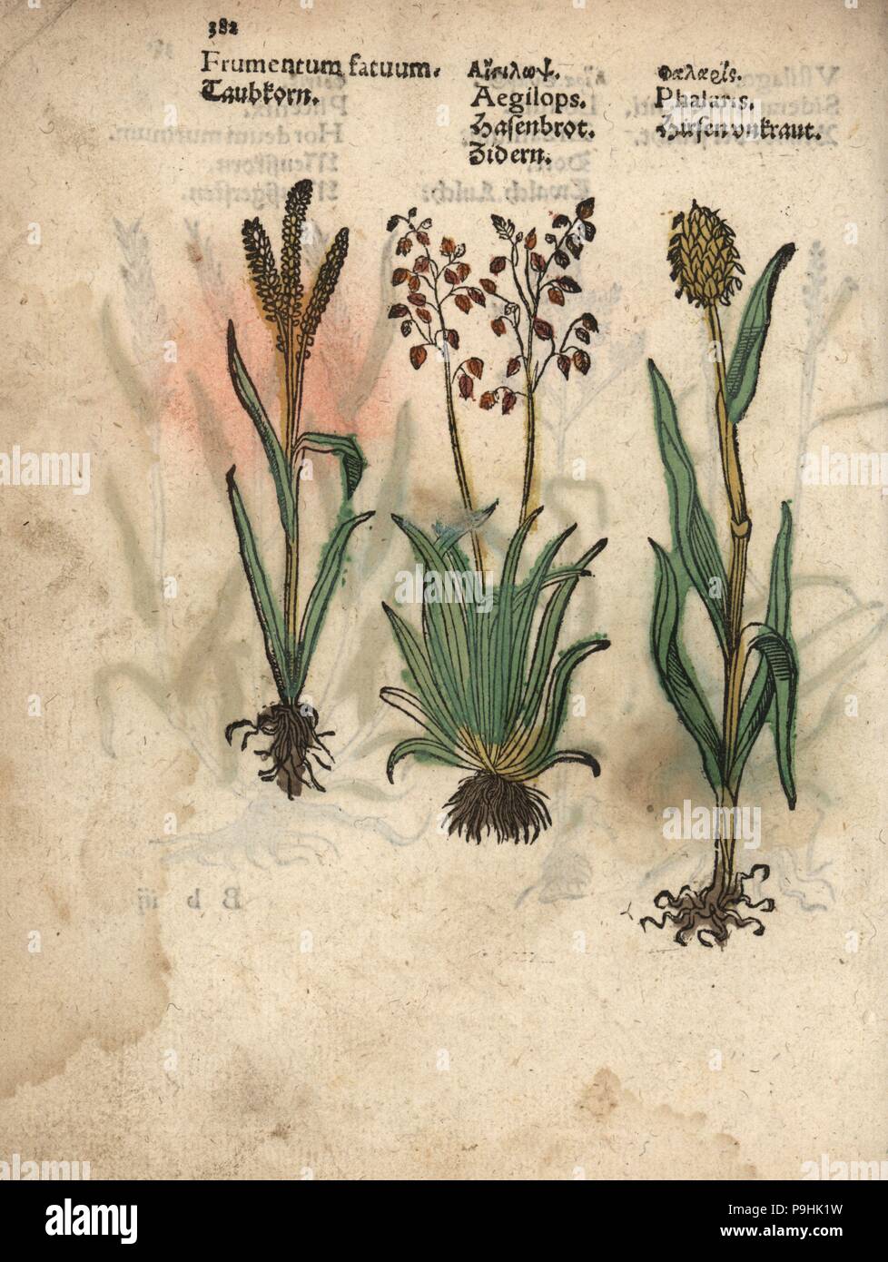 Barley, Hordeum vulgare, barren brome, Bromus sterilis, and Canary grass, Phalaris canariensis. Handcoloured woodblock engraving of a botanical illustration from Adam Lonicer's Krauterbuch, or Herbal, Frankfurt, 1557. This from a 17th century pirate edition or atlas of illustrations only, with captions in Latin, Greek, French, Italian, German, and in English manuscript. Stock Photo