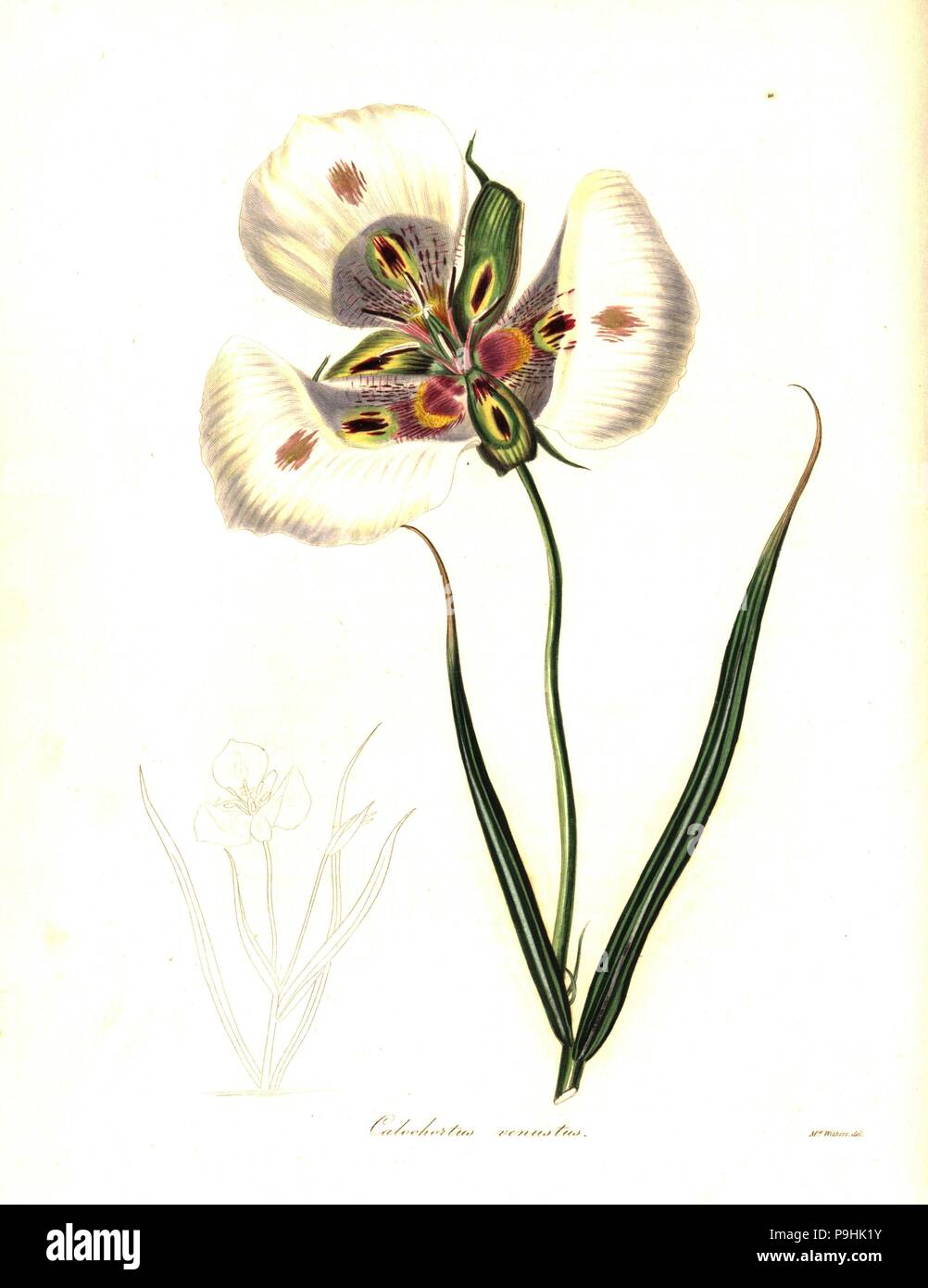 Butterfly mariposa lily or craceful calochortus, Calochortus venustus. Handcoloured copperplate engraving after a botanical illustration by Mrs Augusta Withers from Benjamin Maund and the Rev. John Stevens Henslow's The Botanist, London, 1836. Stock Photo