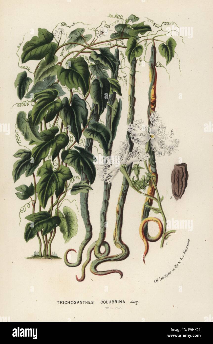 Snake gourd, Trichosanthes cucumerina (Serpent cucumber or hairblossom, Trichosanthes colubrina). Handcoloured lithograph from Louis van Houtte and Charles Lemaire's Flowers of the Gardens and Hothouses of Europe, Flore des Serres et des Jardins de l'Europe, Ghent, Belgium, 1867-1868. Stock Photo