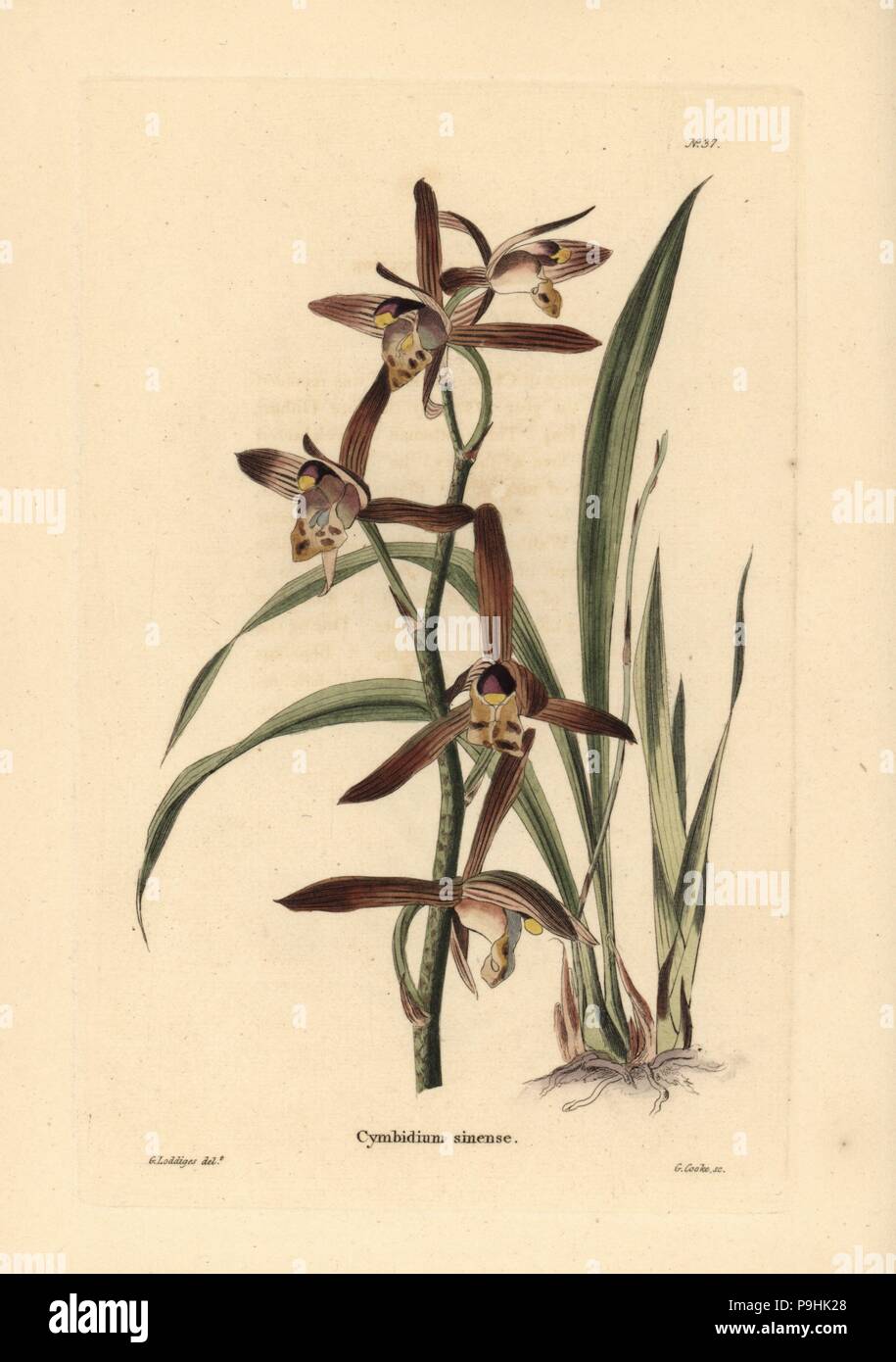 Chinese cymbidium orchid, Cymbidium sinense. Handcoloured copperplate engraving by George Cooke after George Loddiges from Conrad Loddiges' Botanical Cabinet, Hackney, 1817. Stock Photo