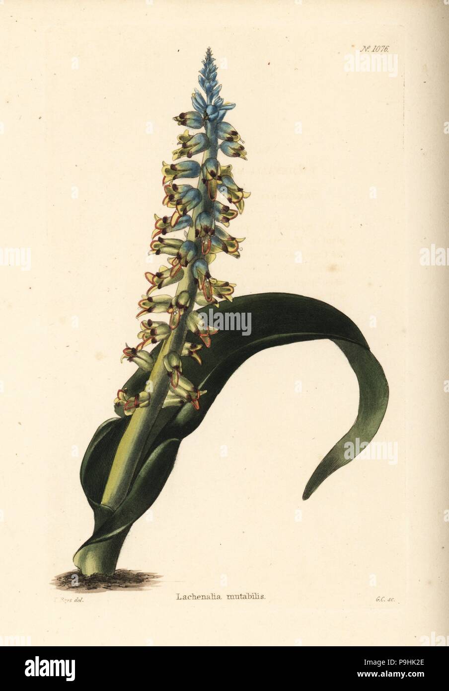 Lachenalia mutabilis. Handcoloured copperplate engraving by George Cooke after Thomas Shotter Boys from Conrad Loddiges' Botanical Cabinet, Hackney, 1825. Stock Photo
