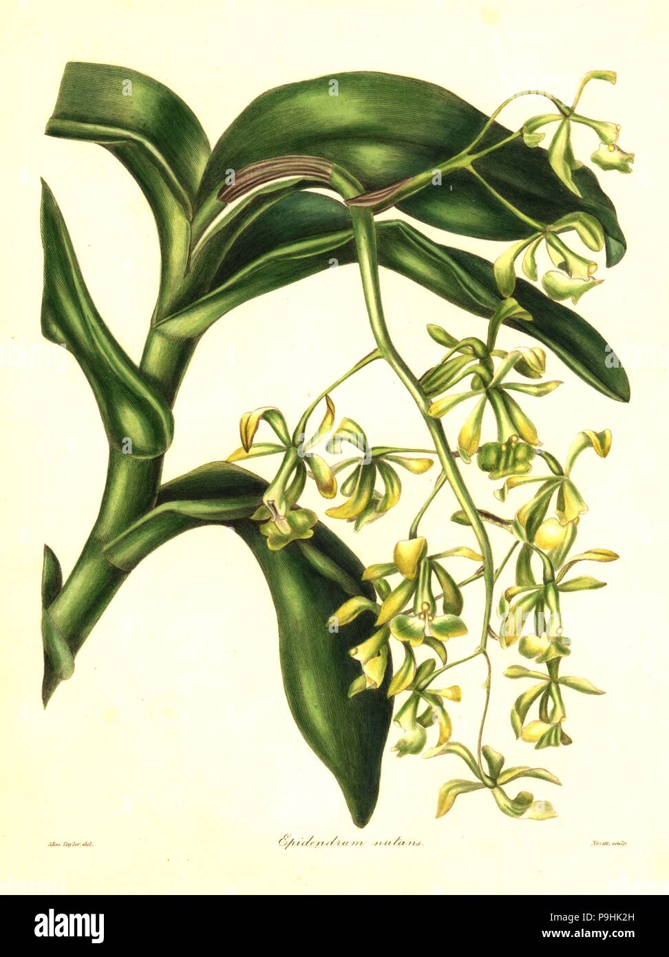 Nodding epidendrum orchid, Epidendrum nutans. Handcoloured copperplate engraving by S. Nevitt after a botanical illustration by Miss Jane Taylor from Benjamin Maund and the Rev. John Stevens Henslow's The Botanist, London, 1836. Stock Photo