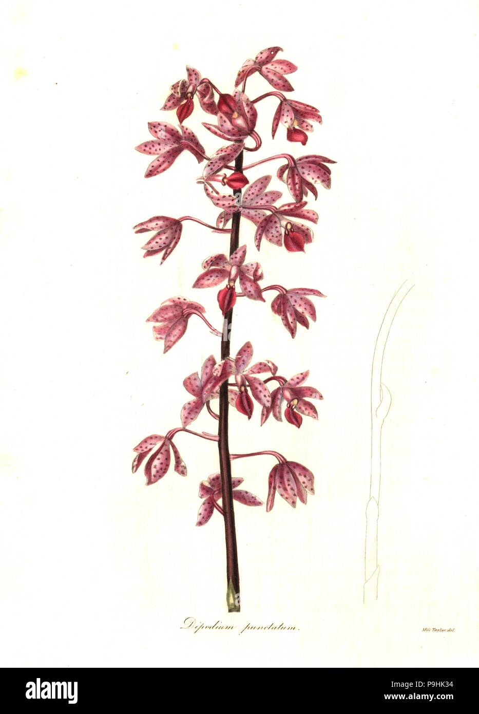 Dipodium squamatum orchid (Dotted dipodium, Dipodium punctatum). Handcoloured copperplate engraving after a botanical illustration by Miss Jane Taylor from Benjamin Maund and the Rev. John Stevens Henslow's The Botanist, London, 1836. Stock Photo