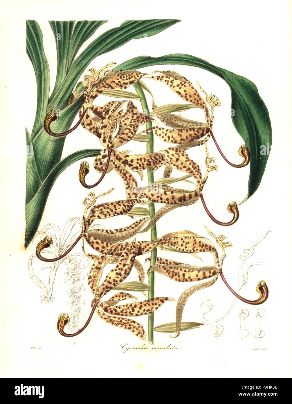 Spotted cycnoches orchid, Cycnoches maculatum. Handcoloured copperplate engraving by S. Nevitt after a botanical illustration by Mills from Benjamin Maund and the Rev. John Stevens Henslow's The Botanist, London, 1836. Stock Photo