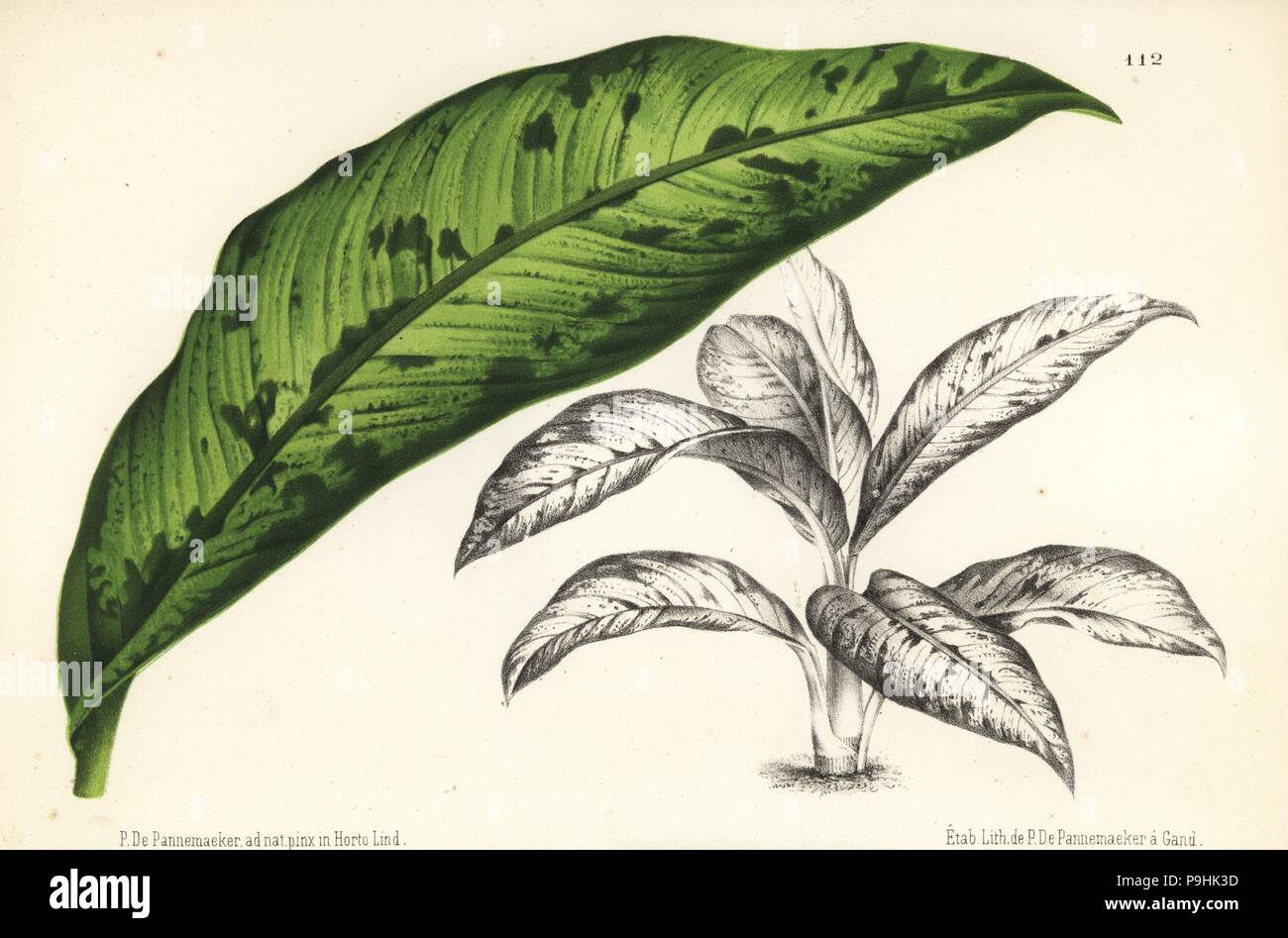 Dumb cane, Dieffenbachia bowmannii (Dieffenbachia latimaculata). Drawn from nature and chromolithographed by P. de Pannemaeker from Jean Linden's l'Illustration Horticole, Brussels, 1873. Stock Photo