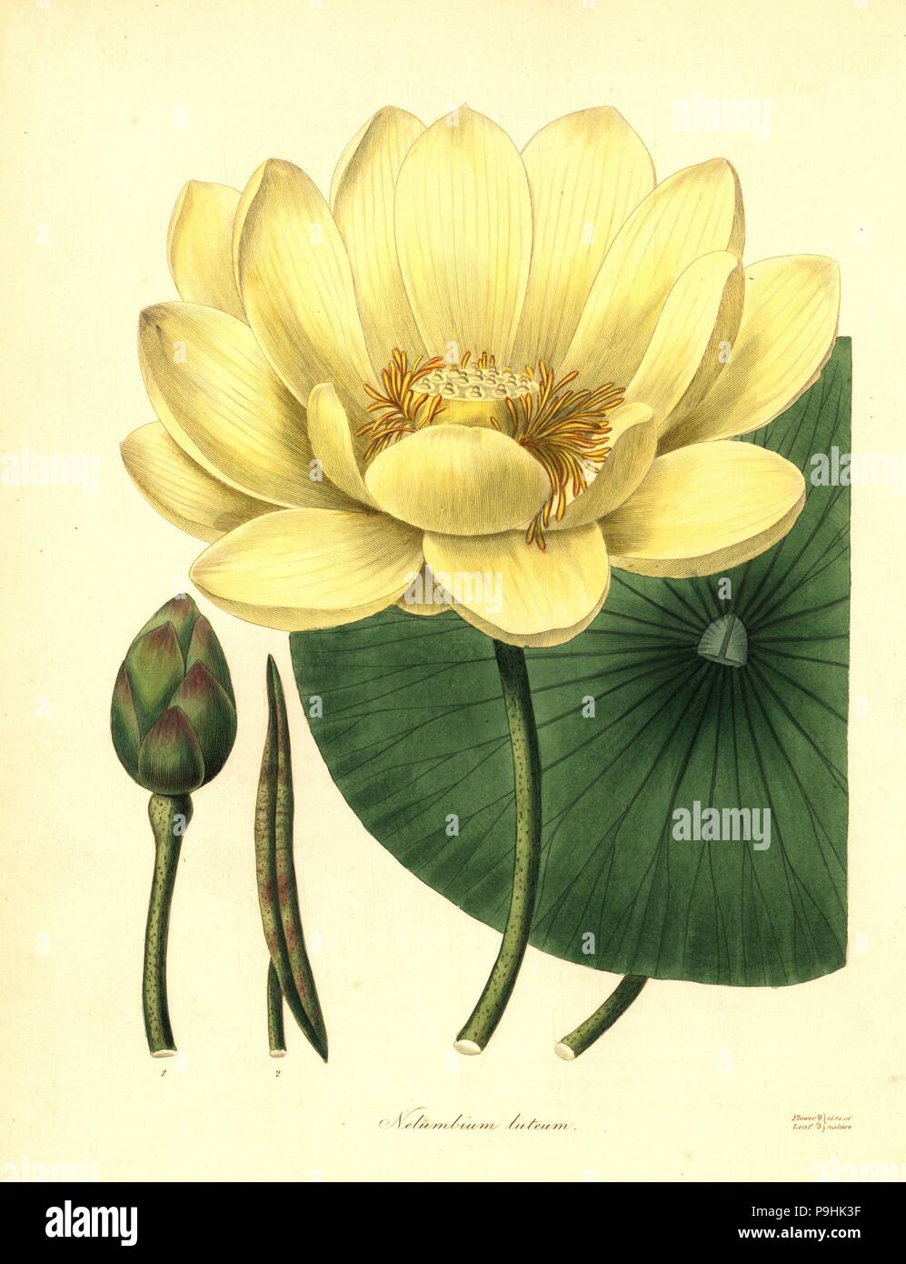 American lotus, Nelumbo lutea (Yellow nelumbium, Nelumbium luteum). Handcoloured copperplate engraving after a botanical illustration from Benjamin Maund and the Rev. John Stevens Henslow's The Botanist, London, 1836. Stock Photo