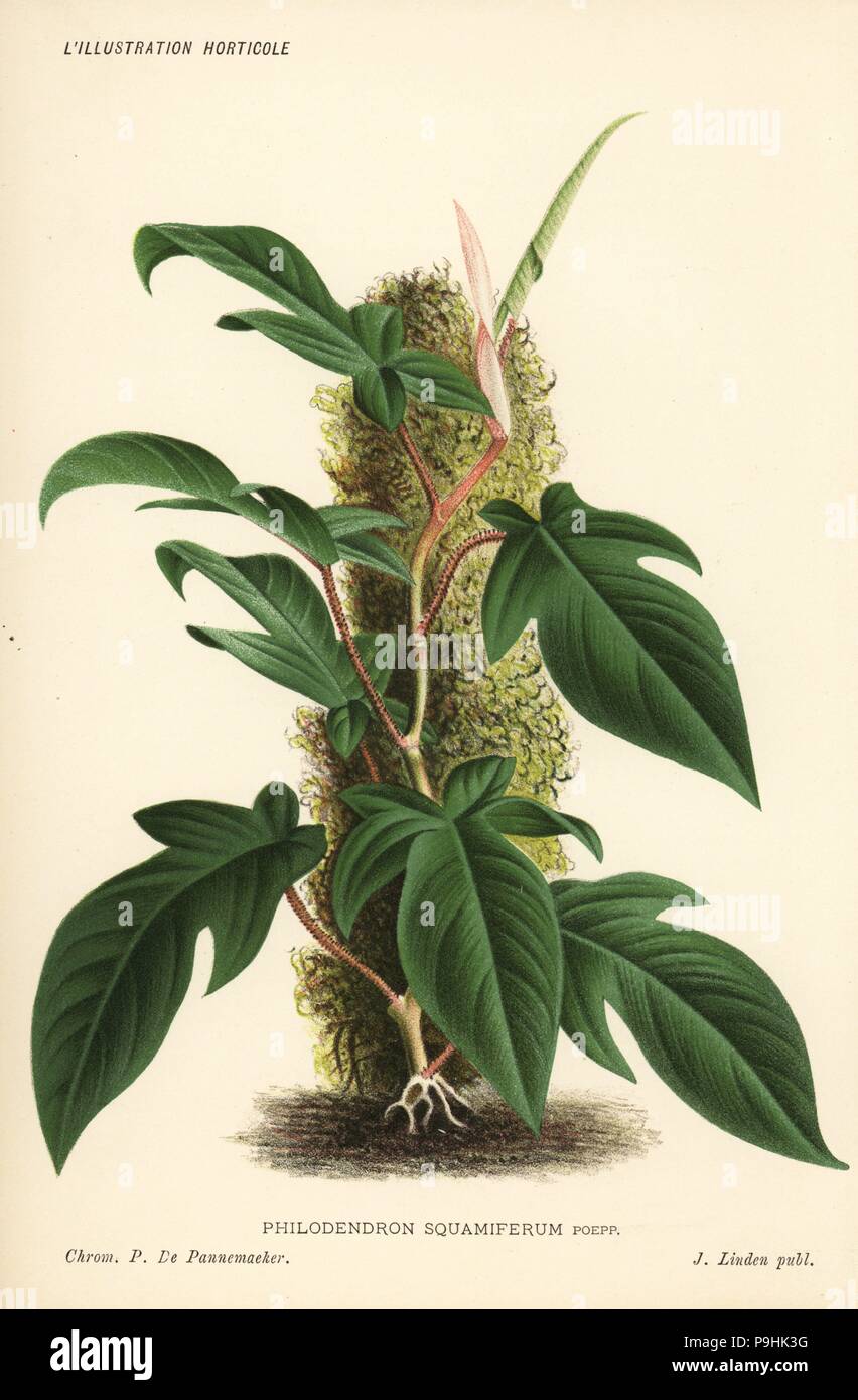 Philodendron squamiferum foliage plant. Chromolithograph by Pieter de Pannemaeker from Jean Linden's l'Illustration Horticole, Brussels, 1885. Stock Photo