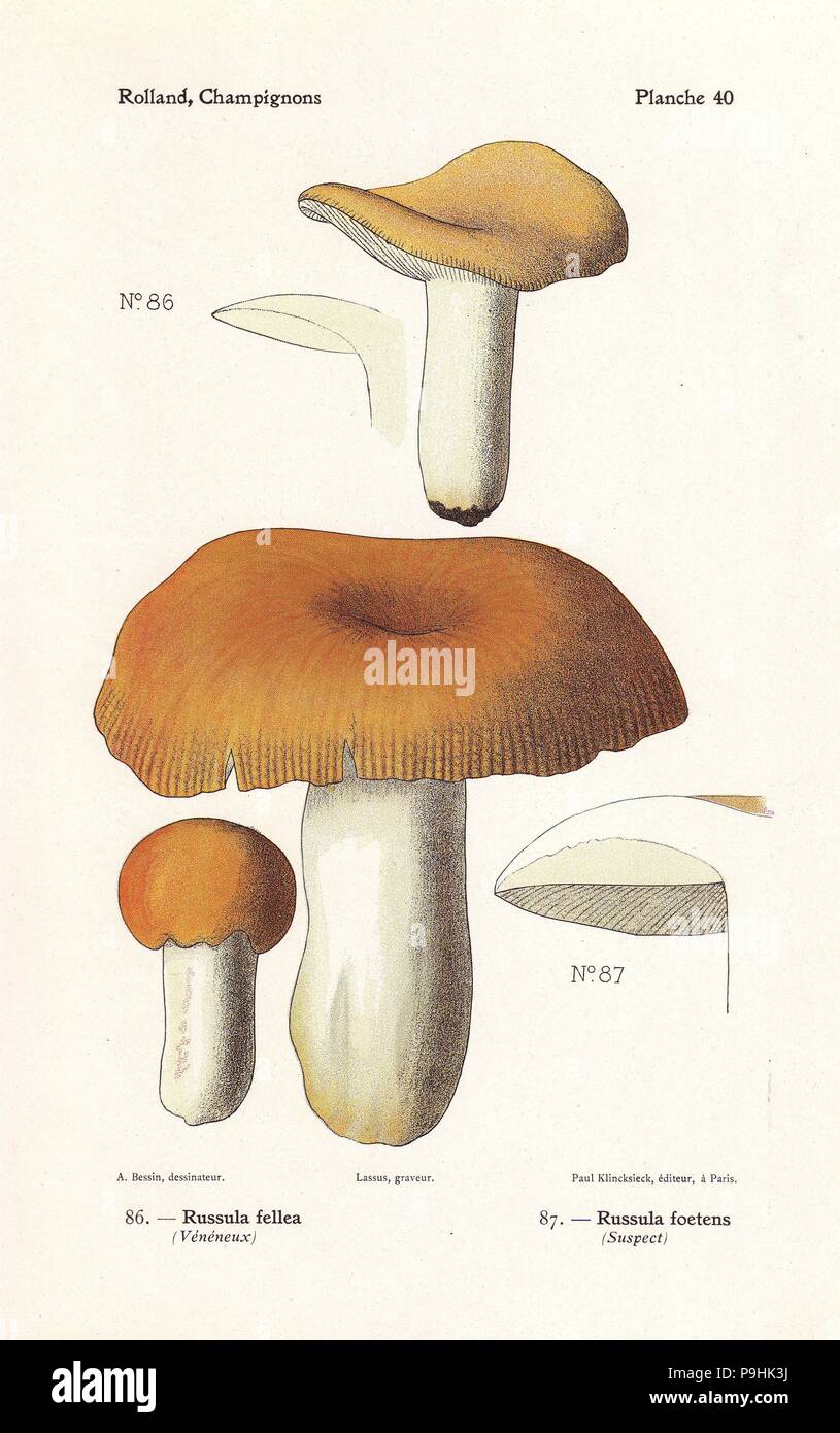 Geranium-scented Russula, Russula fellea, and stinking russula, Russula foetens. Chromolithograph by Lassus after an illustration by A. Bessin from Leon Rolland's Guide to Mushrooms from France, Switzerland and Belgium, Atlas des Champignons, Paul Klincksieck, Paris, 1910. Stock Photo