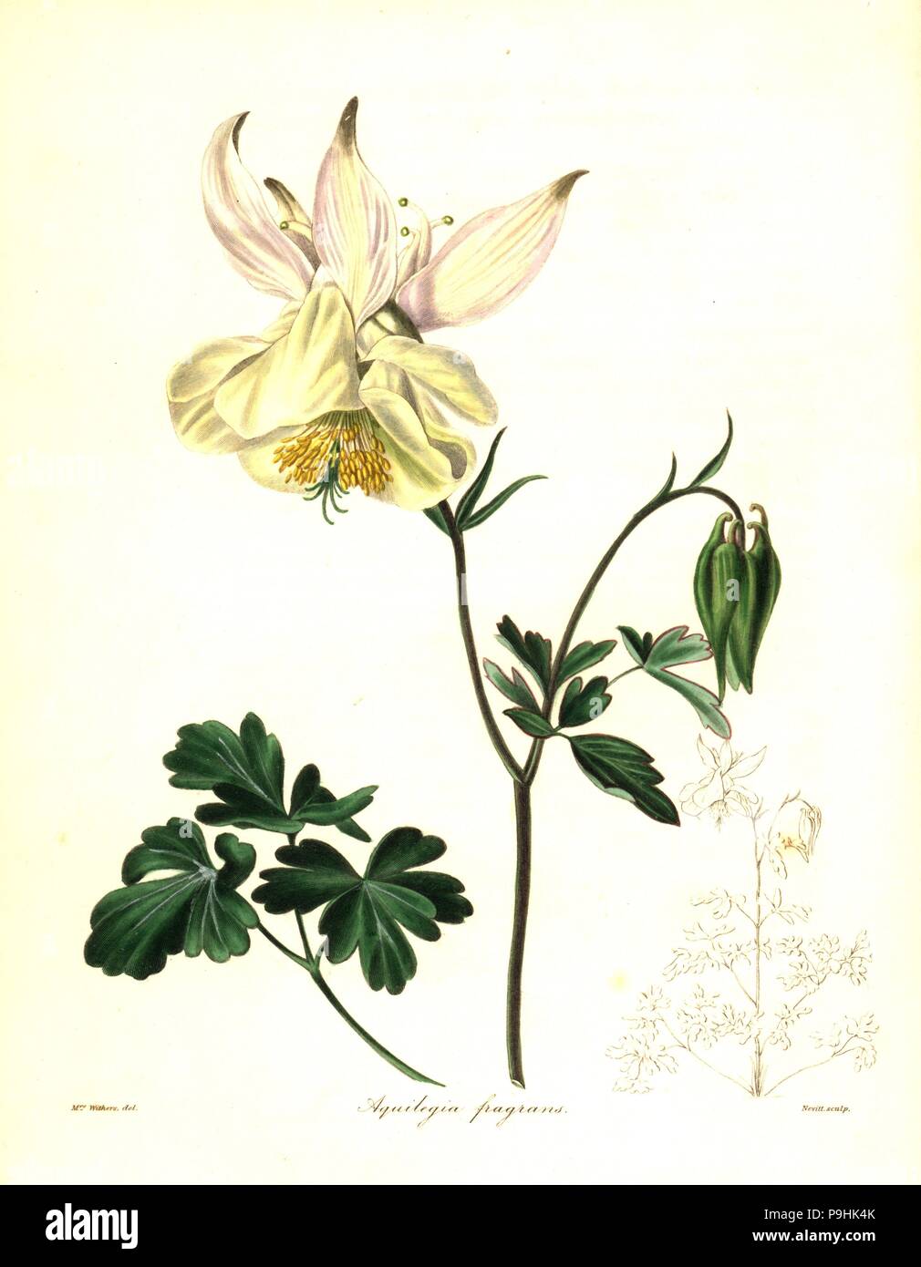 Fragrant columbine, Aquilegia fragrans. Handcoloured copperplate engraving by S. Nevitt after a botanical illustration by Mrs Augusta Withers from Benjamin Maund and the Rev. John Stevens Henslow's The Botanist, London, 1836. Stock Photo