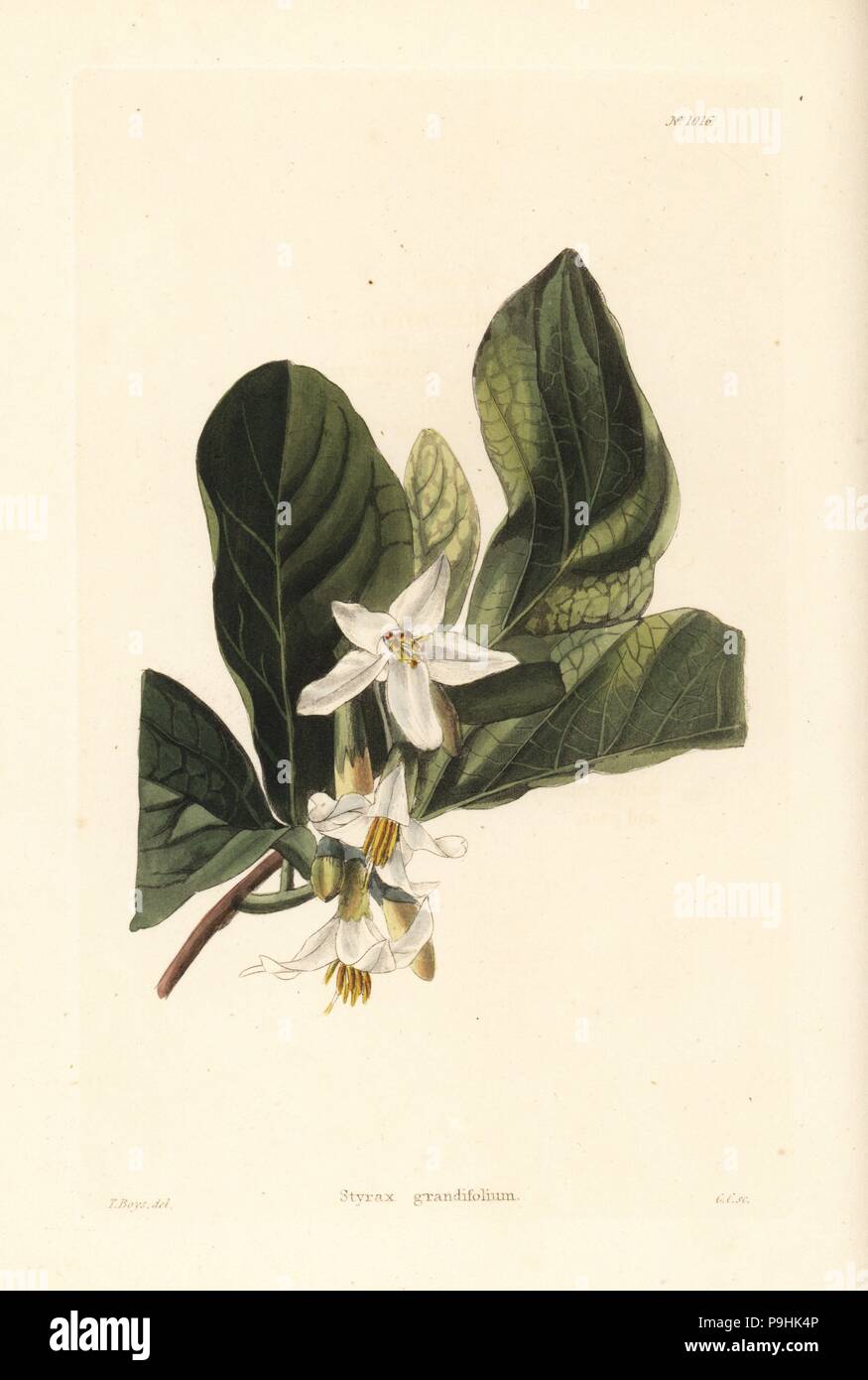 Bigleaf snowbell or storax, Styrax grandifolium. Handcoloured copperplate engraving by George Cooke after Thomas Shotter Boys from Conrad Loddiges' Botanical Cabinet, Hackney, 1825. Stock Photo