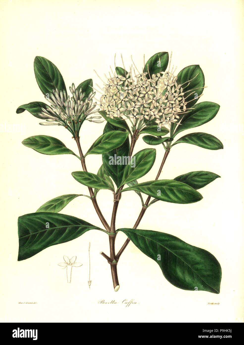 Pavetta capensis (South African pavetta, Pavetta caffra). Handcoloured copperplate engraving by S. Nevitt after a botanical illustration by Miss Sara Maund from Benjamin Maund and the Rev. John Stevens Henslow's The Botanist, London, 1836. Stock Photo