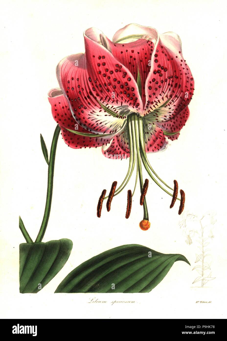 Shewy lily, Lilium speciosum. Handcoloured copperplate engraving after a botanical illustration by Mrs Augusta Withers from Benjamin Maund and the Rev. John Stevens Henslow's The Botanist, London, 1836. Stock Photo