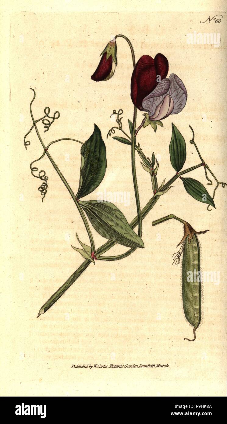 Sweet pea or vetchling, Lathyrus odoratus. Handcolured copperplate engraving after a botanical illustration by James Sowerby from William Curtis' The Botanical Magazine, Lambeth Marsh, London, 1787. Stock Photo