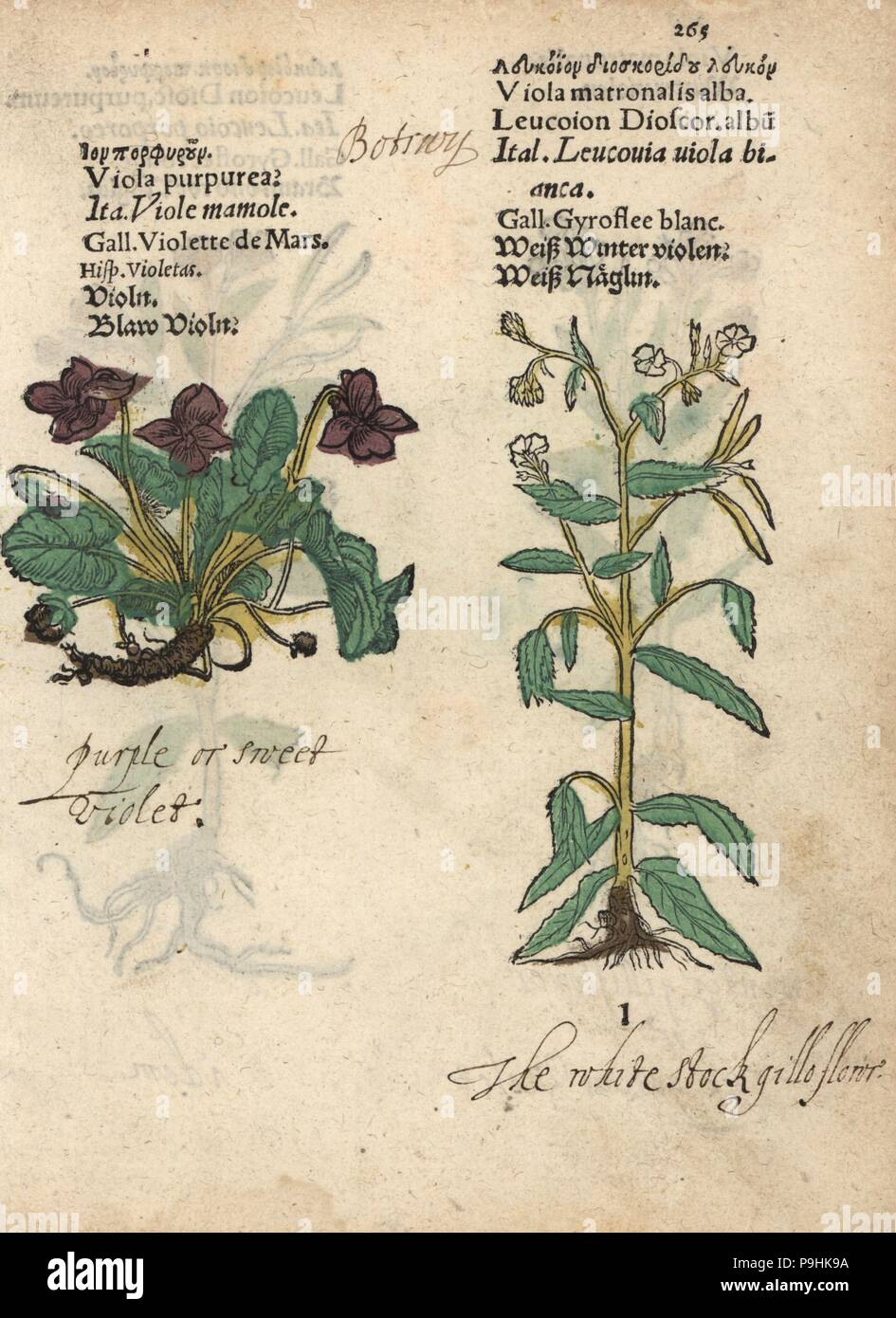 Sweet violet, Viola purpurea, and dame's violet, Matthiola incana. Handcoloured woodblock engraving of a botanical illustration from Adam Lonicer's Krauterbuch, or Herbal, Frankfurt, 1557. This from a 17th century pirate edition or atlas of illustrations only, with captions in Latin, Greek, French, Italian, German, and in English manuscript. Stock Photo