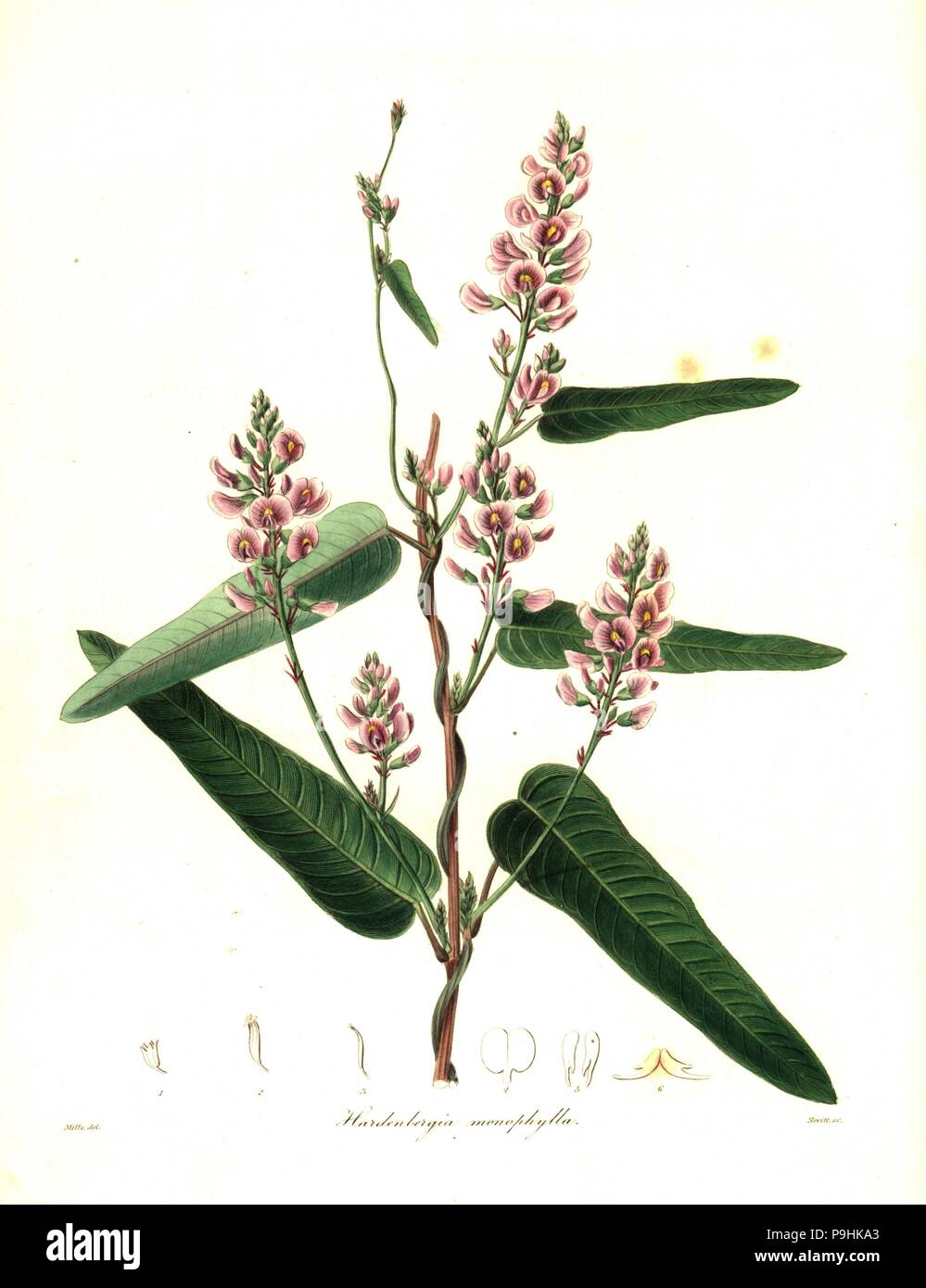 Vine lilac or waraburra, Hardenbergia violacea (One-leaved hardenbergia, Hardenbergia monophylla). Handcoloured copperplate engraving by S. Nevitt after a botanical illustration by Mills rom Benjamin Maund and the Rev. John Stevens Henslow's The Botanist, London, 1836. Stock Photo