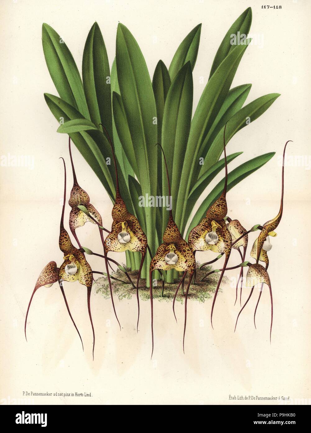 Dracula chimaera orchid (Masdevallia chimaera). Drawn and chromolithographed by P. de Pannemaeker from Jean Linden's l'Illustration Horticole, Brussels, 1873. Stock Photo