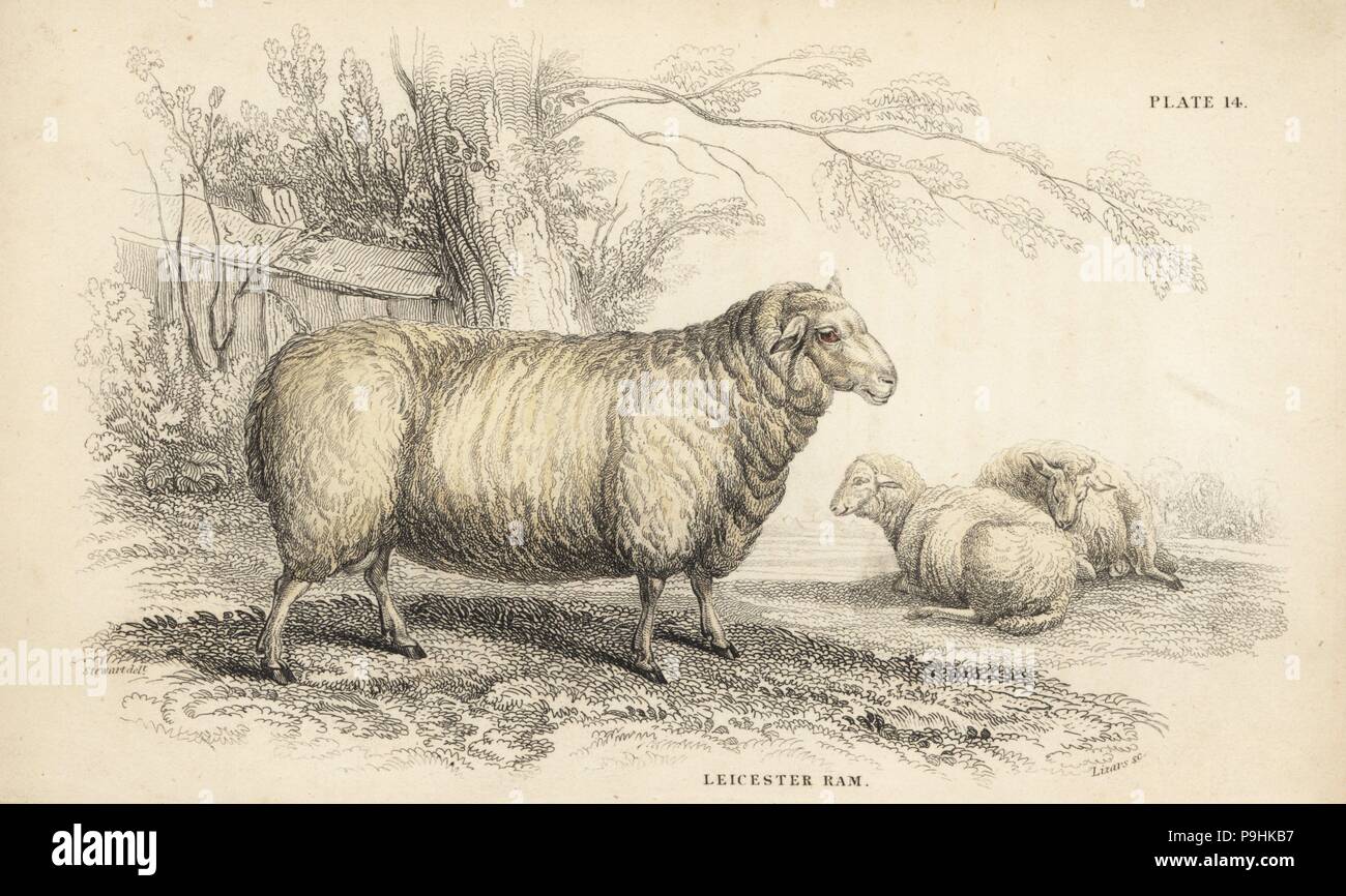 Leicester ram, Ovis aries. Endangered. Handcoloured steel engraving by Lizars after an illustration by James Stewart from William Jardine's Naturalist's Library, Edinburgh, 1836. Stock Photo